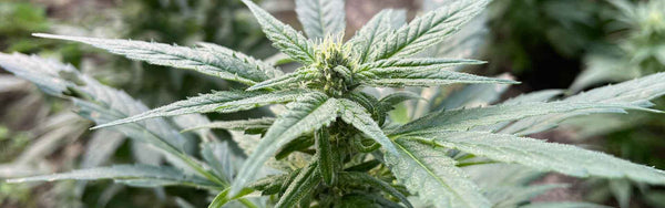 THC: Wirkung, Nebenwirkungen & Einsatzgebiete von Cannabis