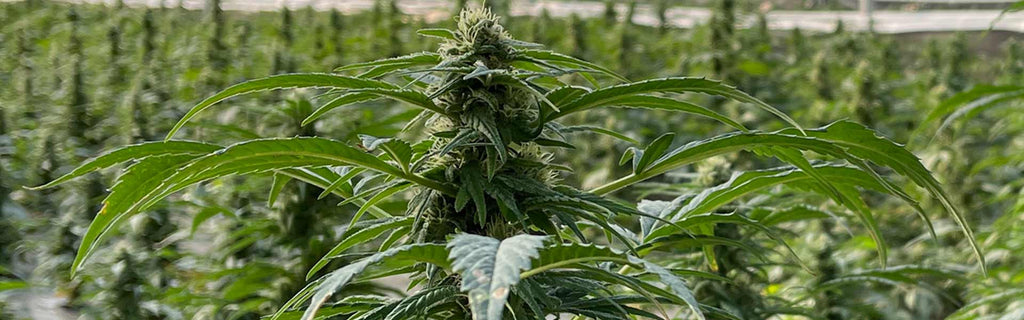 Hanfpflanze ▷ Wissenswertes über Cannabis
