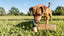 CBD für Tiere: Wirkung, Einsatzgebiete & Qualität